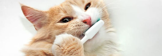 cat dental image.jpg