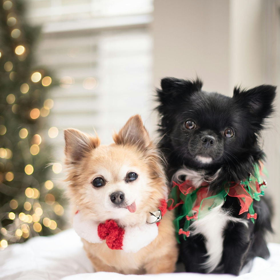 Dog holiday cards are always a hit! If you're a fur-parent or have a family dog, consider including them in your family photos..