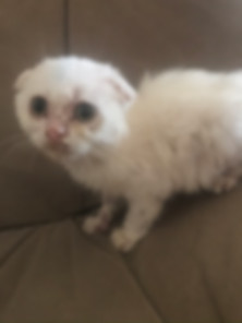 kedi sahiplendirme ilanları