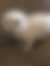 kedi sahiplendirme ilanları içinde birinci resmin ikon boyutu
