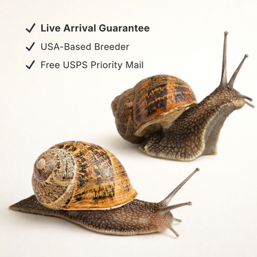 Helix Aspersa Pet Snail for Sale – Calm Land Snail Species