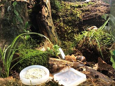 Bowl-For-Pet-Snail.jpg