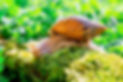 Giant-Albino-African-Snail.jpg