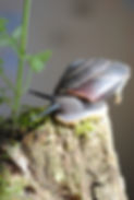 Caracolus-Land-Snail-Big-Dark (6).JPG