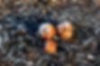 How-Do-Snails-Stay-Alive-In-Winter.jpg