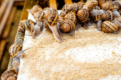 Feeding-Snail (2).jpg