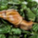 Giant-African-Land-Snails.jpg