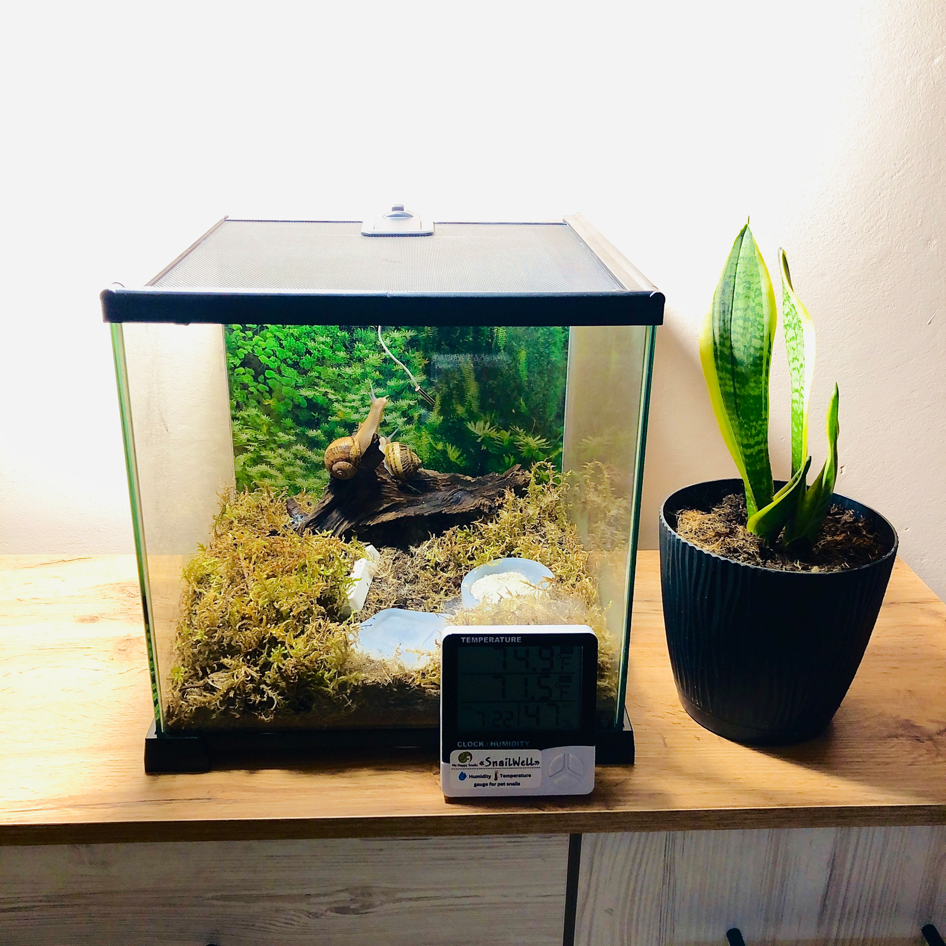 Glass Terrarium for Pet Snails