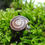 Thumbnail: Exotic pets - Caracolus land snail (Brown)
