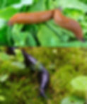 Snail-Without-Shell-2.jpg