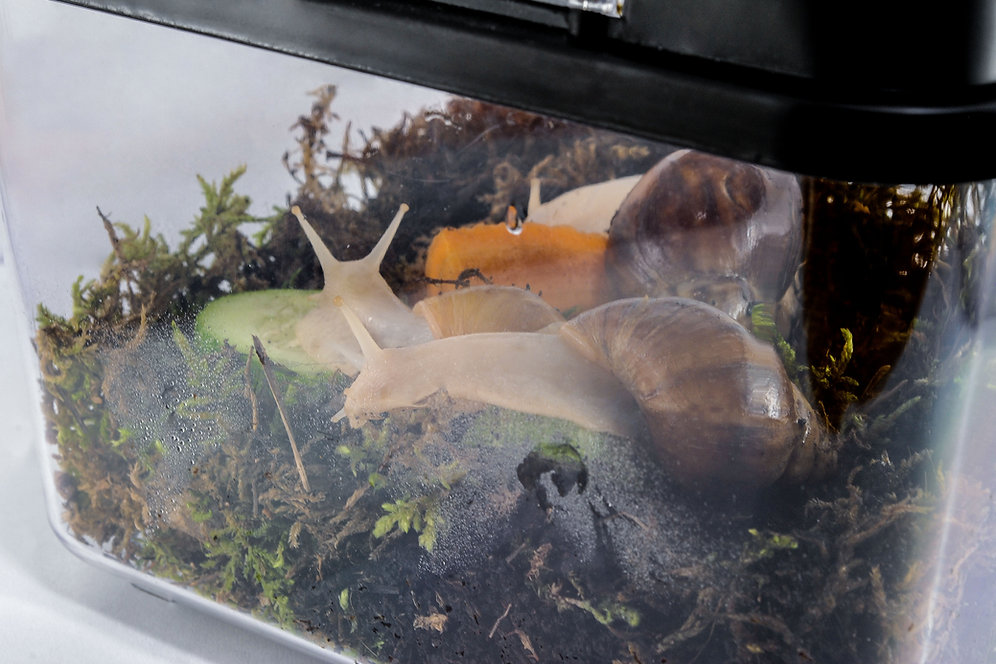 Large Terrarium for pet snails myhappysnailsnew