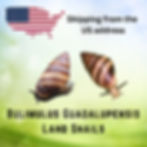 Buy Bulimulus Guadalupensis Live Land Snails