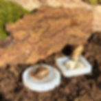 Food and Water Bowls for Pet Snails