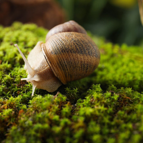 Helix Aspersa Pet Snail for Sale – Calm Land Snail Species