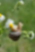 Cepaea-Vindobonensis-Pet-Snails-For-Sale-USA.JPG