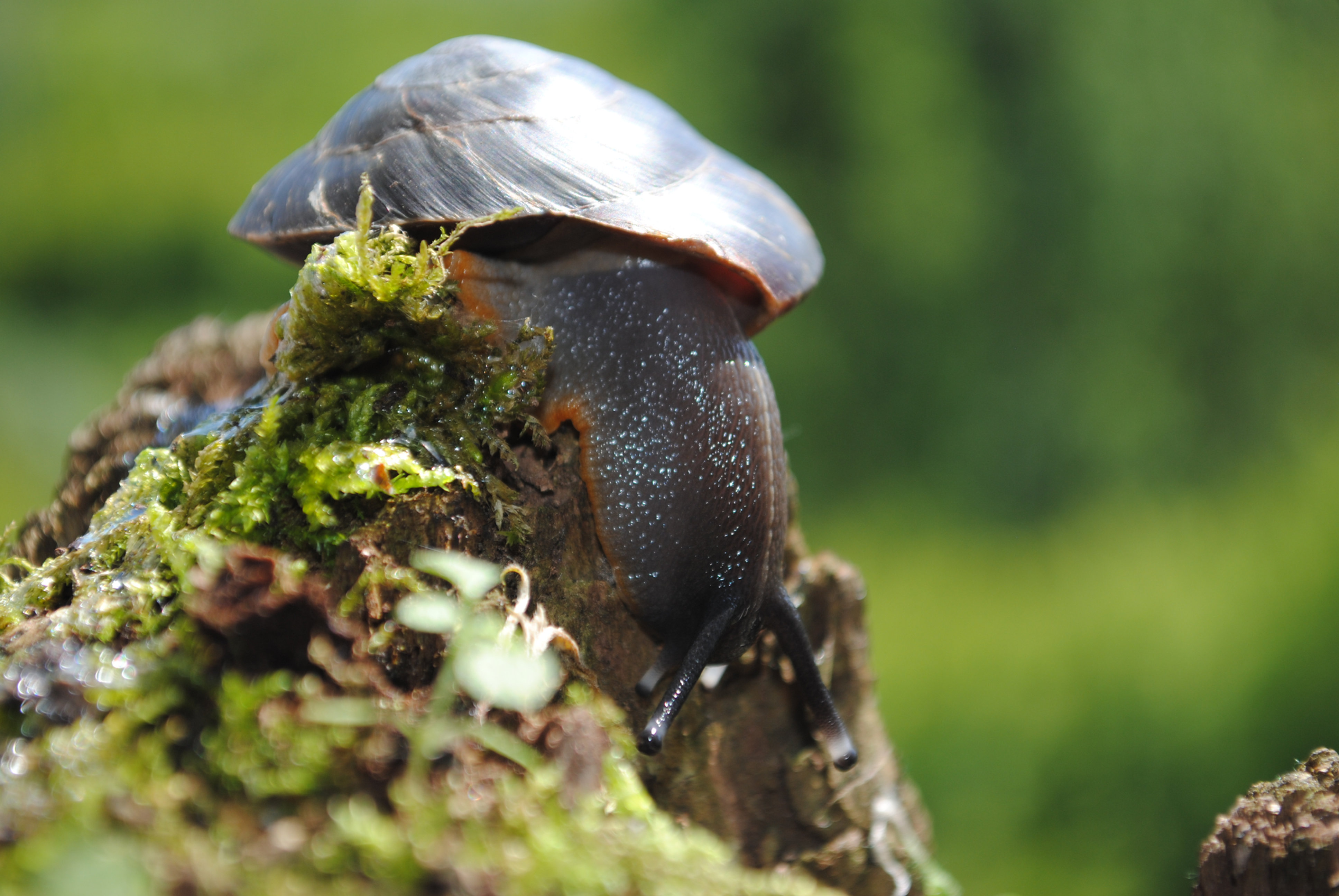 Caracolus Land Snail Black Shell Exotic Small Pets