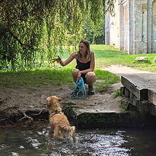 Education et modification comportementale d'un Golden Retriever beige à l'extérieur
