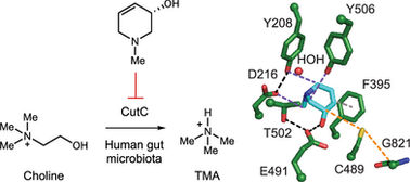 Discovery of a Cyclic Choline Analog That Inhibits AnaerobicCholine Metabolism by Human Gut Bacteria