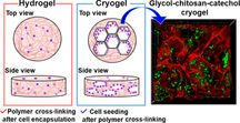 Freeze–Thawing-Induced Macroporous Catechol Hydrogels with Shape Recovery and Sponge-like Properties