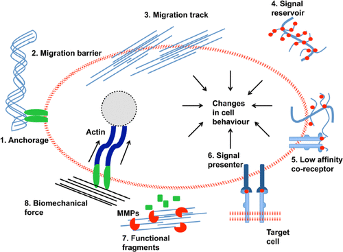 The extracellular matrix: for tissue engineering