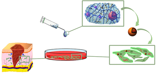 Polyplex-Loaded Hydrogels for Local Gene Delivery to Human Dermal Fibroblasts