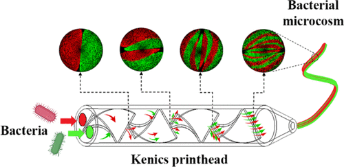 High-Throughput and Continuous Chaotic Bioprinting of Spatially Controlled Bacterial Microcosms