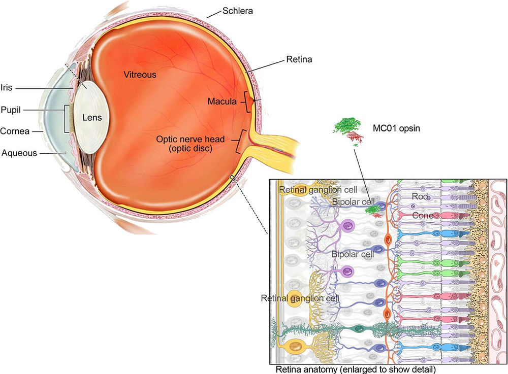 An InSilico Study on the Most Effective Growth Factors in Retinal