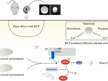 eIF2α–ATF4 Pathway Activated by a Change in the Calcium Environment Participates in BCP-Mediated BTE
