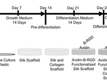 Toward Developing a 3D In Vitro Liver Model