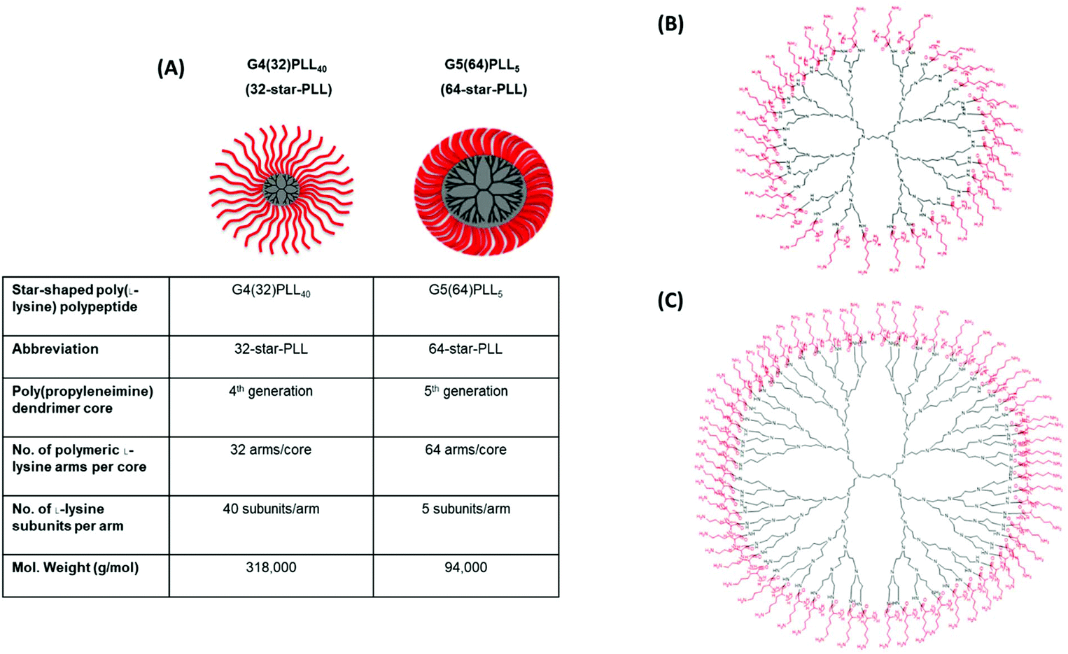 Gene activated scaffolds incorporating star-shaped polypeptide-pDNA nanomedicines accelerate BTE