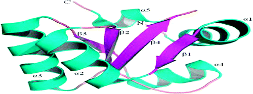 Molecular Dynamics Simulations of a Hyperthermophilic and a Mesophilic Protein L30e