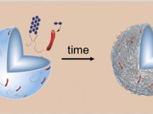 Self-Grown Bacterial Cellulose Capsules Made through Emulsion Templating