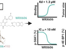 In Silico and In Cell Hybrid Selection of Nonrapalog Ligands to Allosterically Inhibit the Kinase Ac