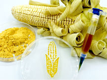 Three-Dimensional Printing Using a Maize Protein: Zein-Based Inks in Biomedical Applications