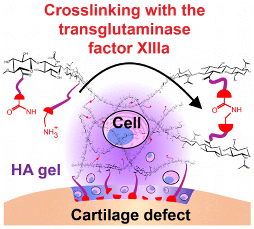 Factor XIII Cross-Linked Adhesive Chitosan Hydrogels