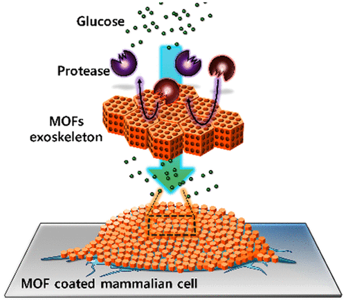 Rapid Single-Step Growth of MOF Exoskeleton on Mammalian Cells for Enhanced Cytoprotection