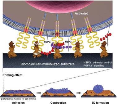 FGF2-primed 3D spheroids producing IL-8 promote therapeutic angiogenesis in murine hindlimb ischemia