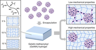 Effects of mechanical properties of gelatin methacryloyl hydrogels on encapsulated stem cell spheroi