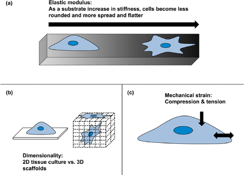 Different types of ECM scaffolds available to use for tissue engineering applications: (a) natural ECM, for example, collagen; (b) other biomaterials, for example, fibrin, silk (typically in the form of electrospun fibres or as a coating on a 2D substrate); (c) decellularised ECM (stripped of all previous cellular material) and (d) synthetic ECM, for example, polymers (usually in fibres or hydrogels) adapted from Brafman.