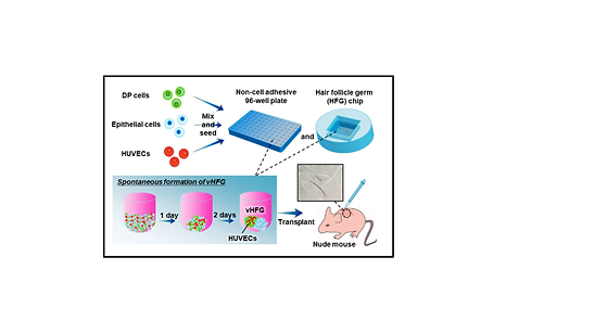 Human DP cells, murine fetal skin-derived epithelial cells, and HUVECs were mixed and seeded in a non-cell-adhesive 96-well plate and lab-created HFG chip. In each culture vessel, the cells formed single aggregates in the microwells, wherein the three types of cells were randomly distributed after 1 day of culture and spontaneously formed vHFGs in the following 2 days of culture. vHFGs were then transplanted into the dorsal skin of nude mice to evaluate hair regeneration potential.