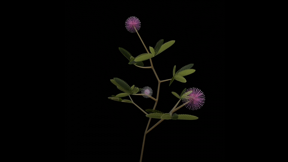含羞草渲染_1.gif