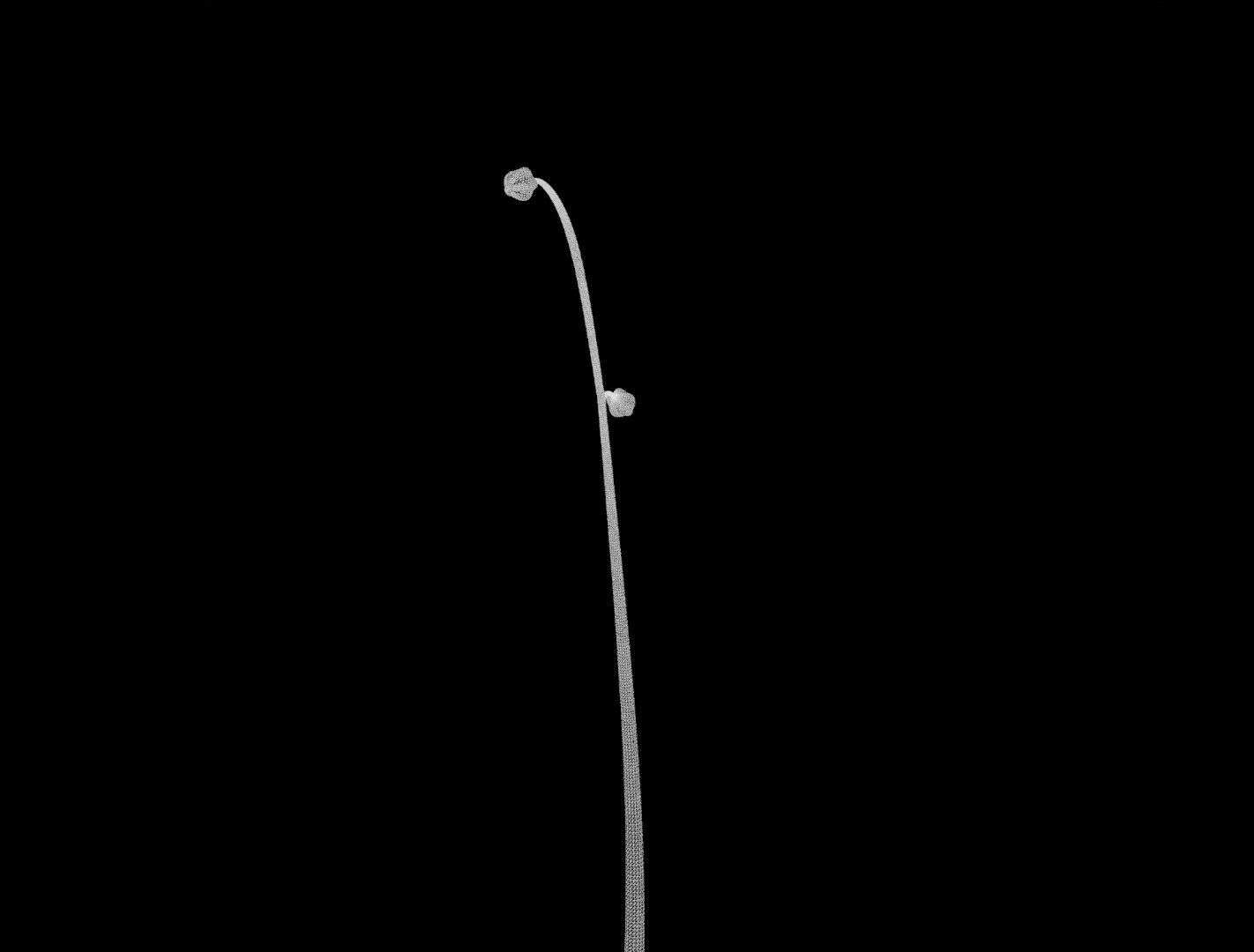 ghost orchid.gif