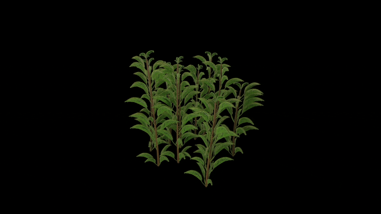 我的影片_1的副本.gif