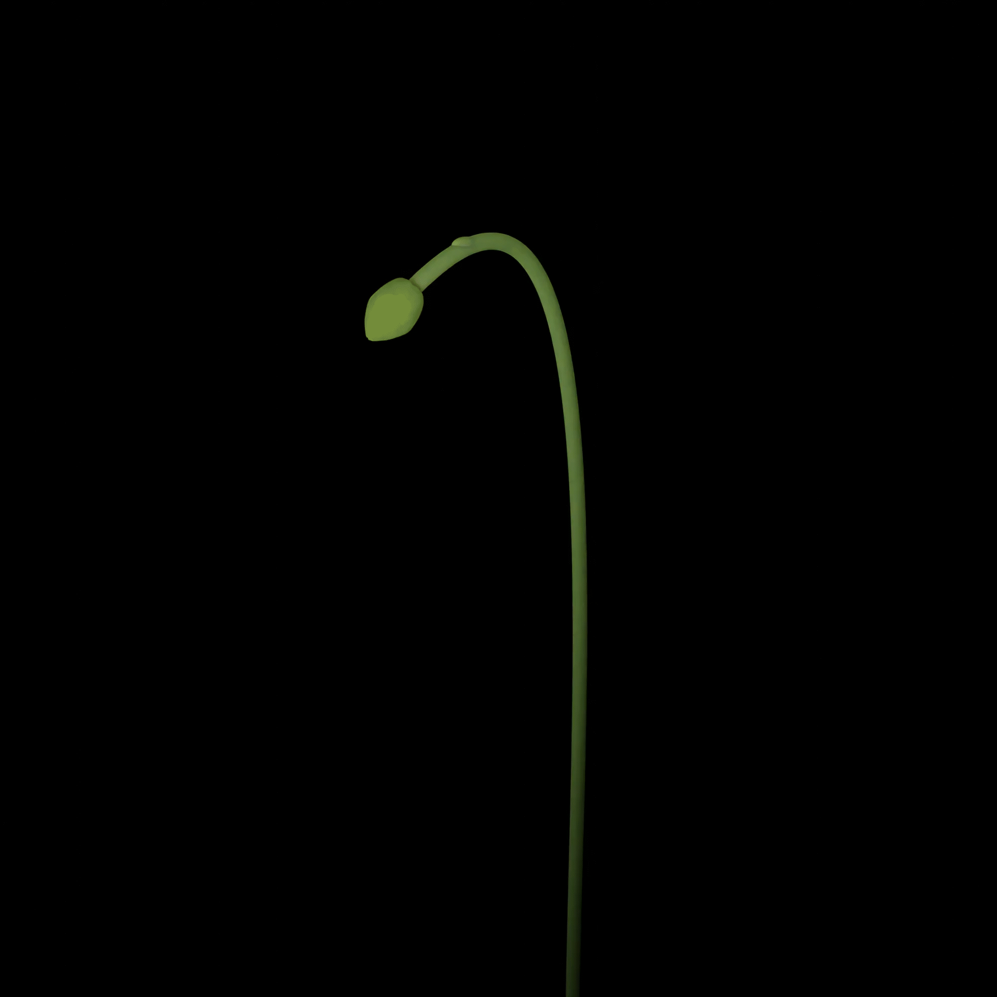 0001-0264.gif