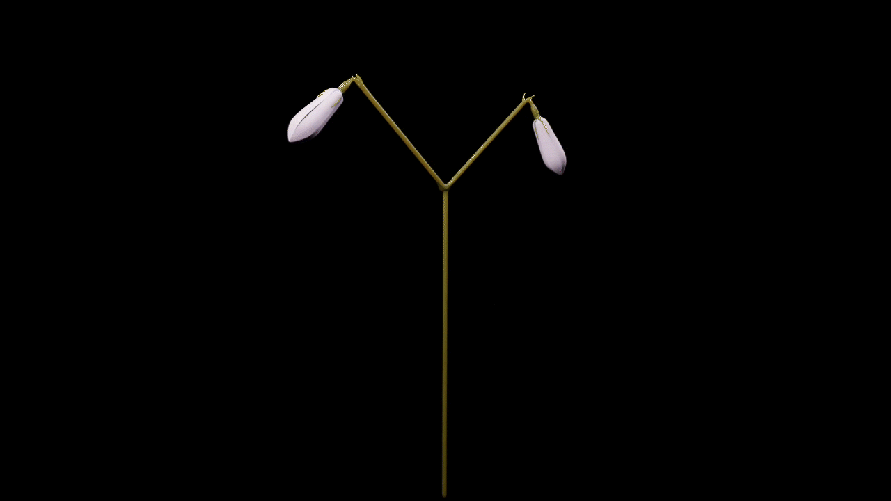 twinflower渲染.gif