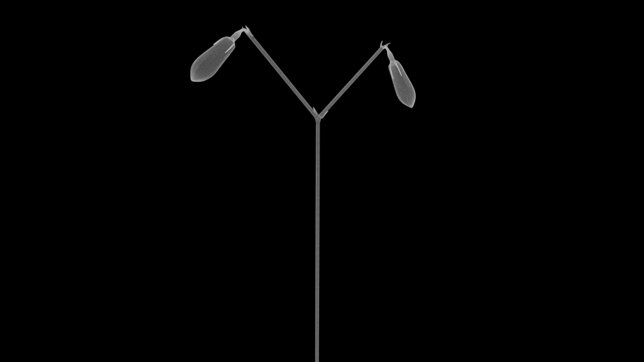 twinflower_1.gif