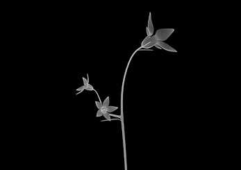 spreading bellflower.png