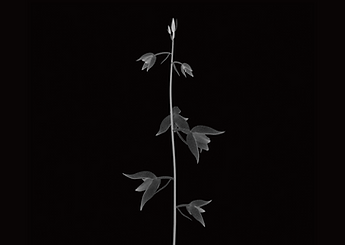 红藜芦-01.png