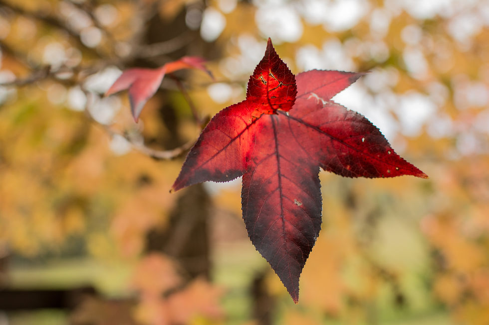 DSC_4095-2