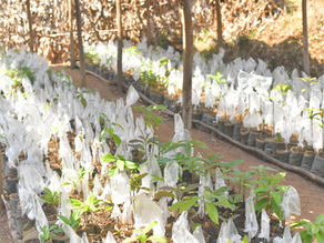 Community members in Rulindo District are celebrating the positive impact of the Improved Natural Resources Management for Sustainable Food Sources (INRM) Project.